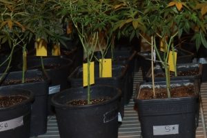 Descarte de Resíduos de Cultivo: Guia Prático e Discreto