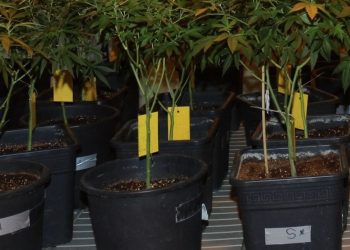 Entsorgung verdächtiger Growabfälle