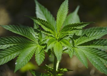 Macht Cannabis kreativ?