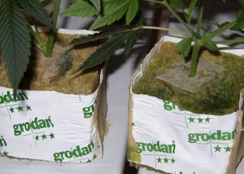 Oberflächenschimmel schadet den betroffenen Pflanzen