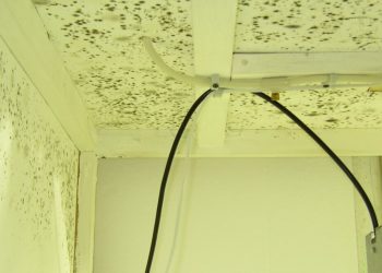 Schimmelnde Growkammer behandeln
