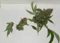 Schimmelursachen für Marihuanablüten