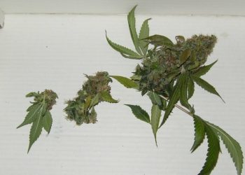 Schimmelursachen für Marihuanablüten