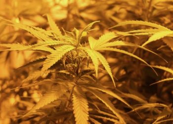 Überdüngt, wie wird richtig gedüngt?