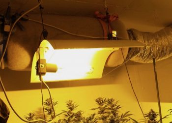 Unauffällig Marihuana anbauen