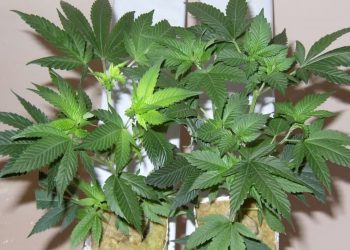 Verfaulte Wurzelspitzen bei Steinwollblöcken