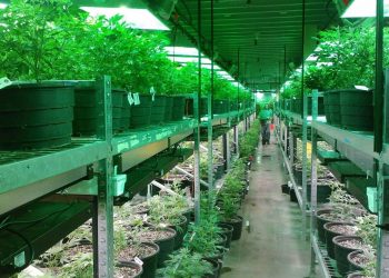 Wie der Cannabisgeruch in der Wohnung unter Kontrolle bleibt