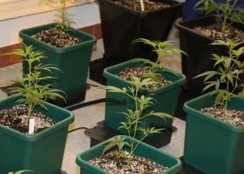 Falsch gedüngt oder pH-Wert falsch?