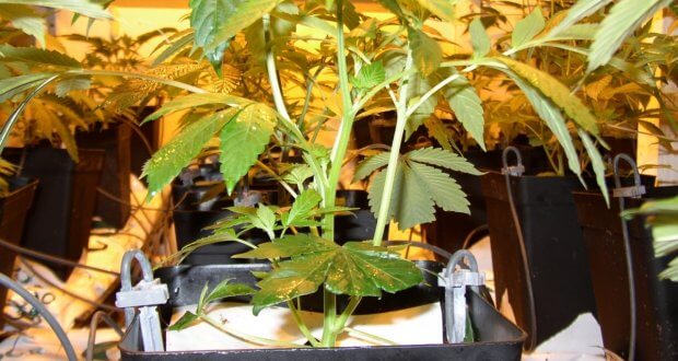 Die Marihuana Hydrokultur Dungen Genau Arbeiten Wasserwerte Prufen