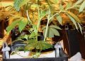 Die Marihuana Hydrokultur düngen
