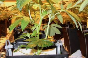 Hidroponik Marihuana Yetiştirmede Beslenme: EC ve pH Değerlerini Doğru Ayarlamak