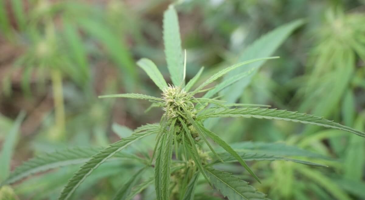 Blutephase Von Marihuana Hanf Magazin