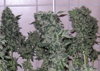 Kiffer krank und Dealer kriminell?