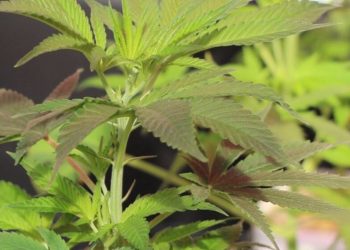 Bewegliche und unbewegliche Nährstoffe