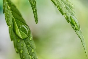 Cannabis ve Sindirim: Avantajları ve Dezavantajları