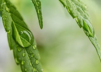 Cannabis und die Verdauung – Vor- und Nachteile