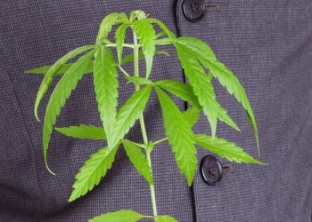 Cannabis zur Bekämpfung von Schmerzen