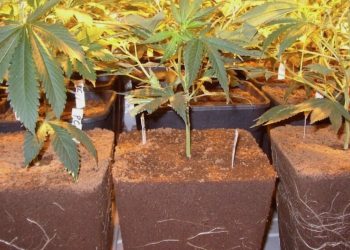 Den Marihuana Mangel beheben