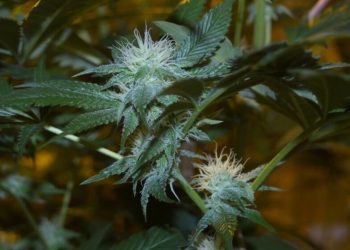 Die Auflösung zur Überdüngung