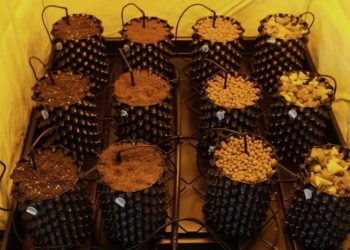 Drainwasser ist kein Gießwasser – Rückblende