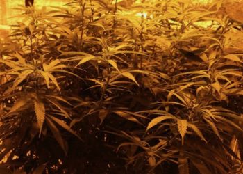 Marihuanaanbau: Einzelne Mangelerscheinungen