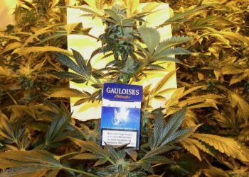 Gedanken zur Cannabispolitik