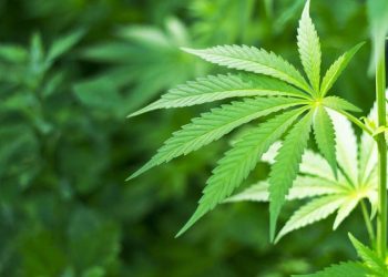 Der Trump420 Protest