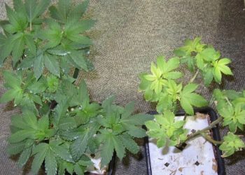 Marihuana-Mangelerscheinungen-oder-ueberduengt