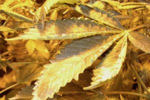 Marihuana Aşırı Beslendirilmesi - Kapsamlı Rehber