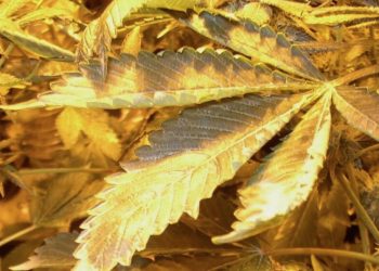 Marihuana überdüngt – Abschließend