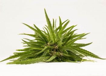 Marihuana und Gesundheit – Fakten und Fiktion