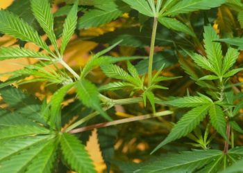 Mit Säuren und Laugen Wasserwerte anpassen