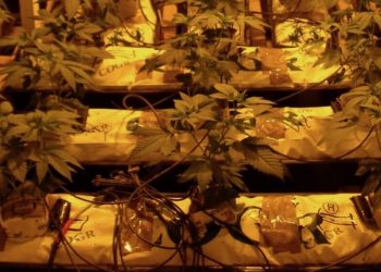 Überdüngte CoGr Matten spülen