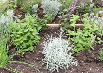 Verständliche Growwissenschaft zu Wasserwerten