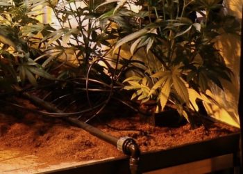 Warum steigt der EC-Wert im Drainwasser?