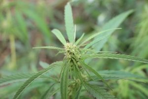 УФ-свет в период цветения: повышает ли он содержание THC в каннабисе?