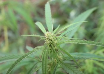 Ist UV-Licht im Blüteraum gut oder schlecht?