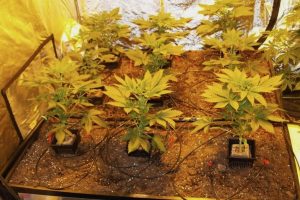 Irrigare correttamente indoor