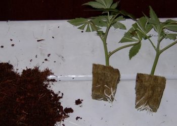 Persönliche Stecklingserfahrungen