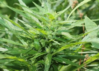 Kurze Cannabis Pflanzenkunde