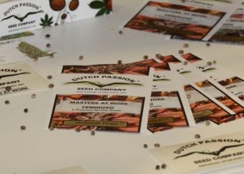 Immer wieder gute feminisierte Seeds produzieren