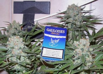 Schuld sind nur die schlimmen Drogen?