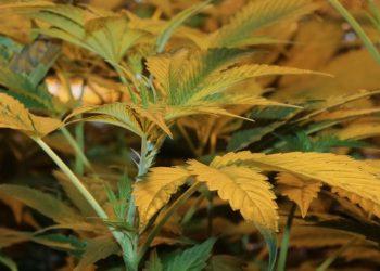 Indoor Weed Anbau Schlusswort