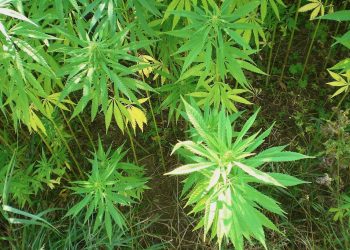 Cannabis-konsumieren-ohne-zu-Rauchen-1