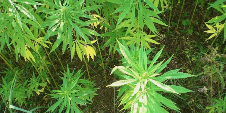 Cannabis-konsumieren-ohne-zu-Rauchen-1