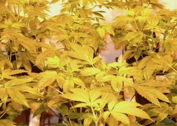 Growbook Autor – nicht ganz nach Plan