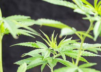 Cannabis bald auch in Österreich auf Rezept?