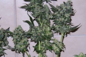 Marihuana Hasadını Aşamalı Olarak Yapma