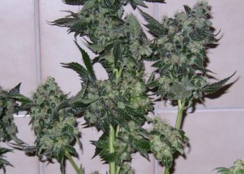 Marihuanaernte in Etappen