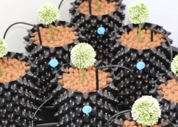 Mutterpflanzen hydroponisch gießen